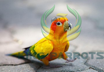 Small Conure Ownership Essentials