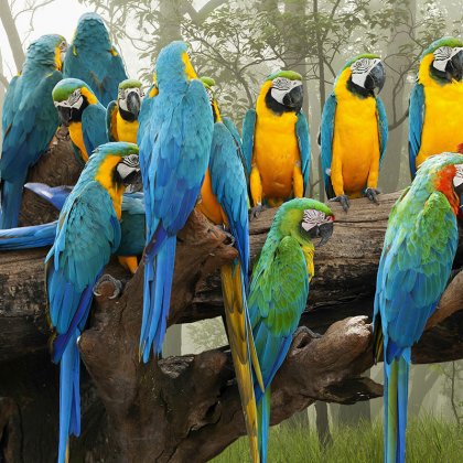 Macaws