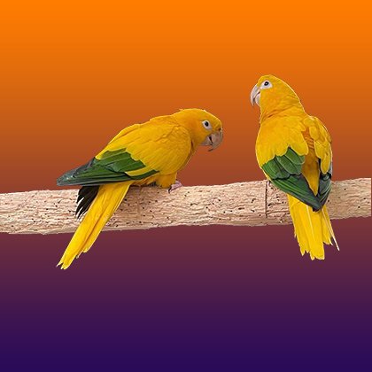 Conure Parrots