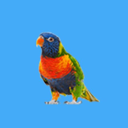 Lorikeet