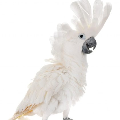 Citron-crested Cockatoo