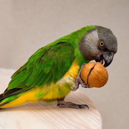 Senegal Parrots