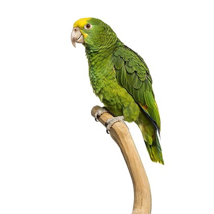Double Yellow Headed Amazon