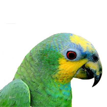 Orange Winged Amazon