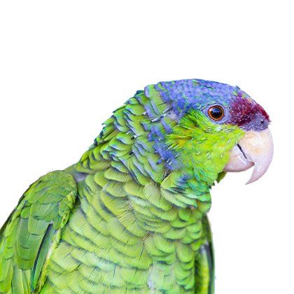 Lilac Crowned Amazon