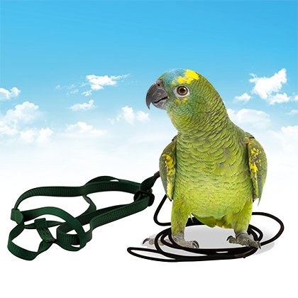 Parrot Harnesses