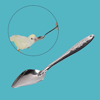 Parrot Feeding Spoon