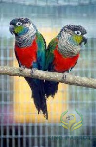 crimson conure (PAIR)