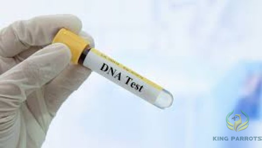 DNA Test