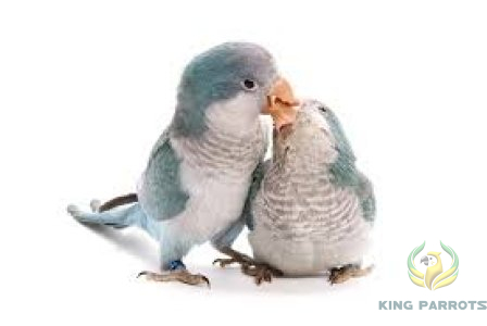 Quaker Blue ( Pair )