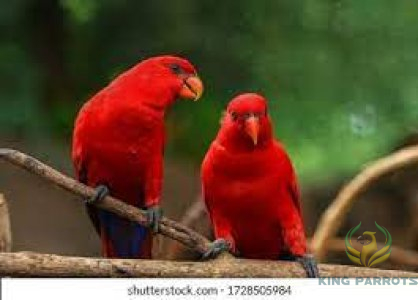 Red Lori ( Pair)