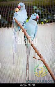 Ringneck blue ndian-mato (Pair)